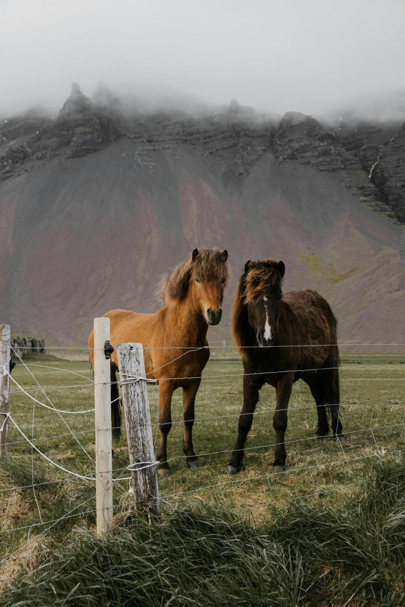 Lara Studio In Laugardalur Valley, Reykjavik Central Park And Botanical Garden, Private Entrance, Free Private Parking On Side Extérieur photo
